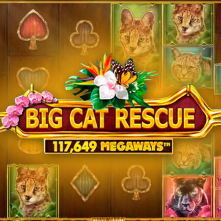 Big Cat Rescue MegaWays от Red Tiger Gaming обзор игры
