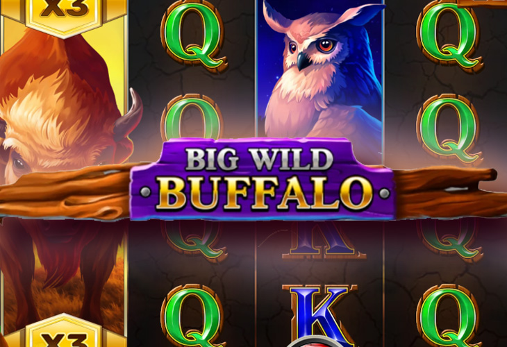 Big Wild Buffalo - Belatra